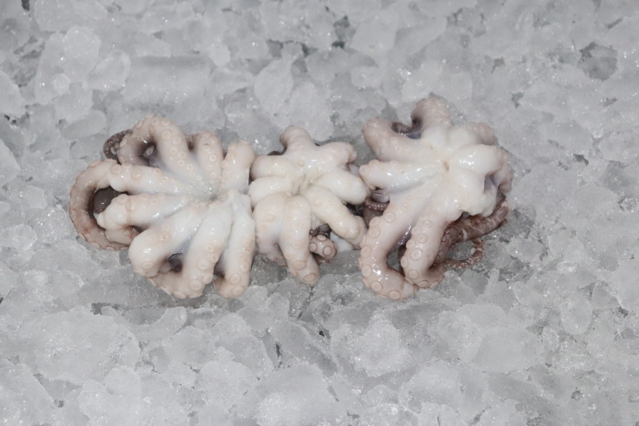 OCTOPUS WHOLE CLEAN